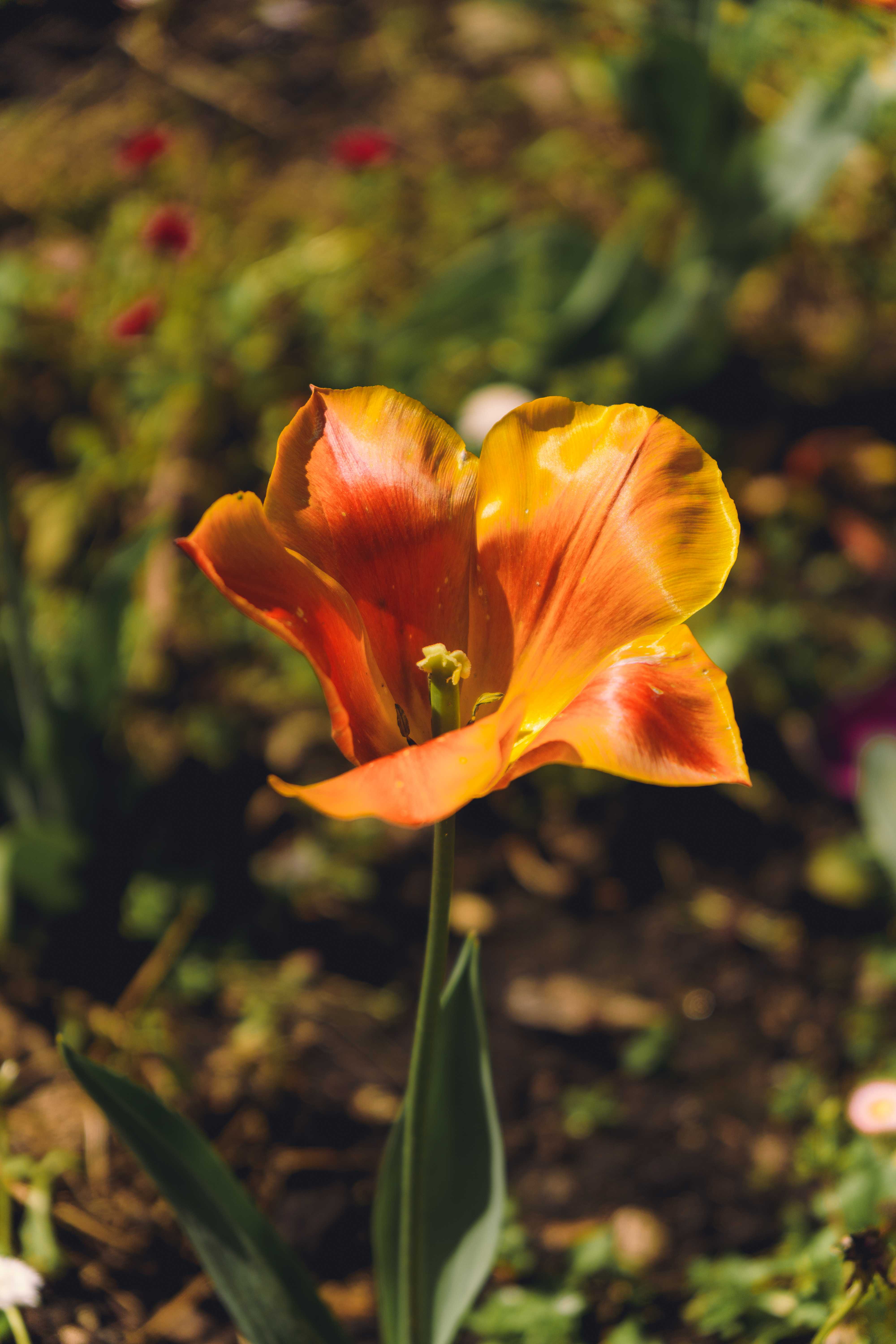 Flower Isolated